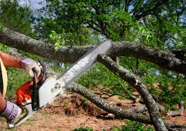 Professional Tree Services in Panhandle, TX